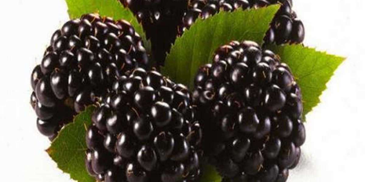 Böğürtlen Çayının Faydaları Nelerdir Böğürtlen Çay Faydaları?