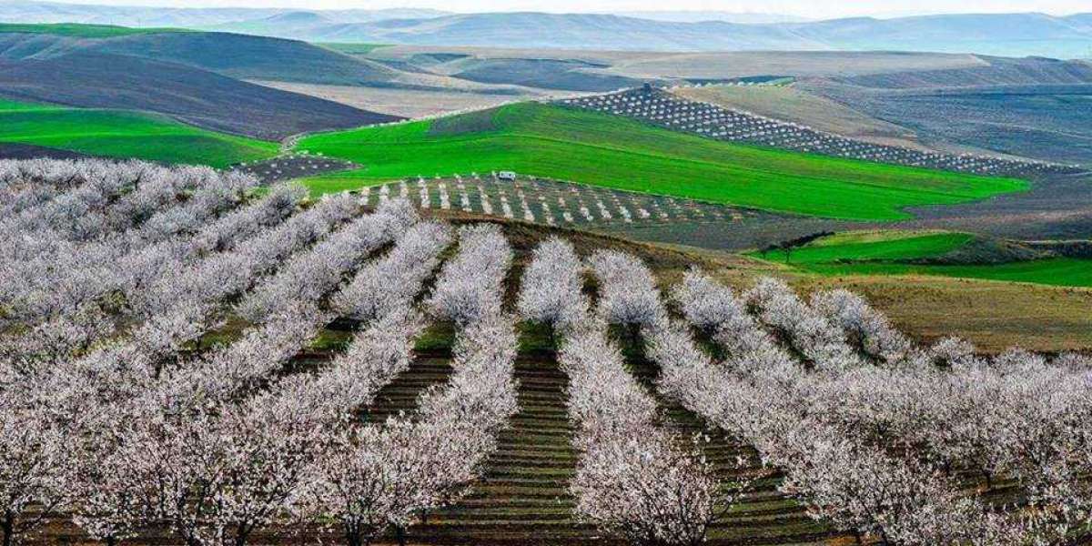 Miras Kalan Tarla Nasıl Bölünür? Kardeşler arası Tarla Paylaşımı?