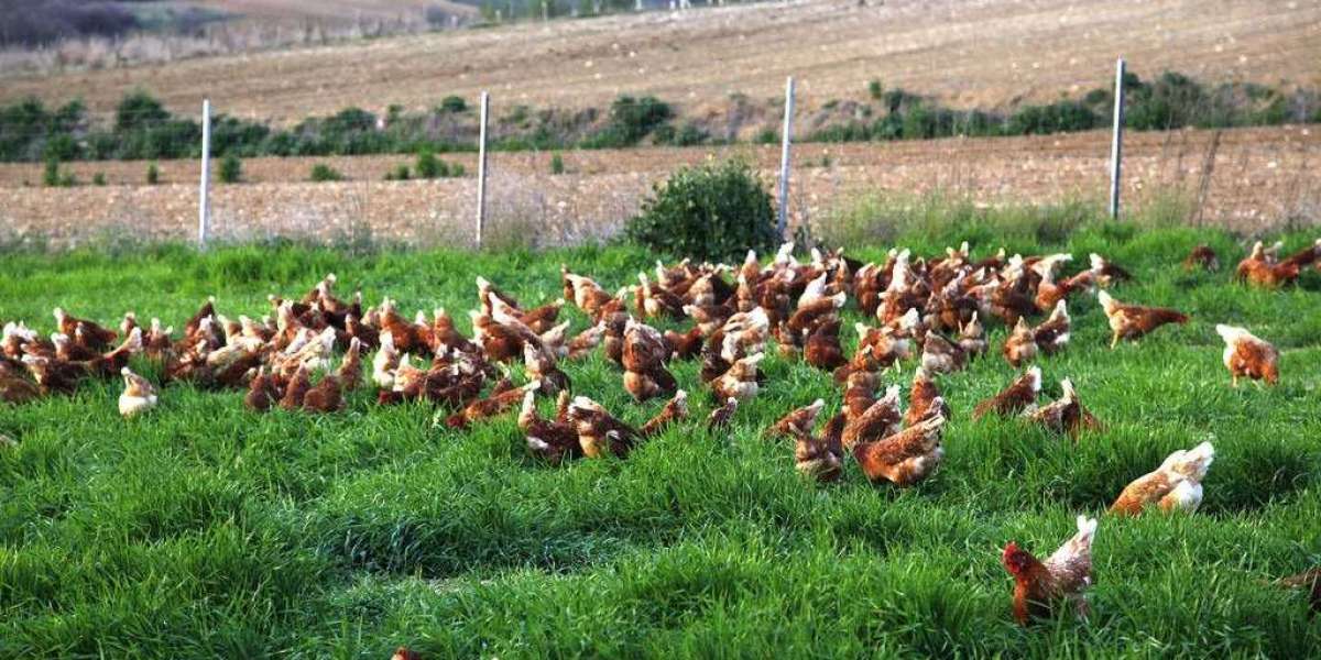 Hangi Hayvanların Yumurtasından Yararlanırız?