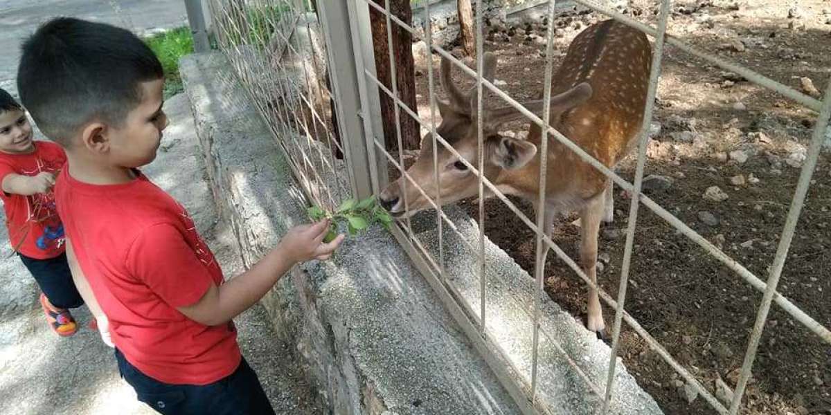 Hayvanların İnsan Yaşamı İçin Önemi? Hayvanlar Neden Önemlidir?