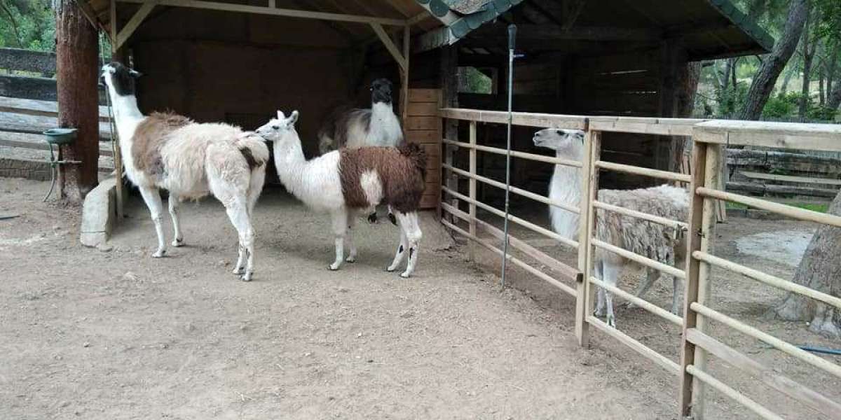 Hangi Hayvanlar Geviş Getirir? Geviş Getiren Hayvanlar?
