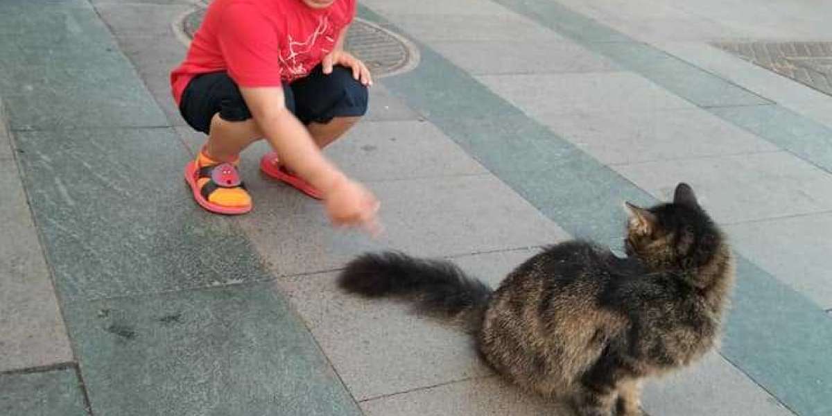 Hayvanların Dostluğu İle İlgili Kısa Hikayeler? Dost Hayvanlar?