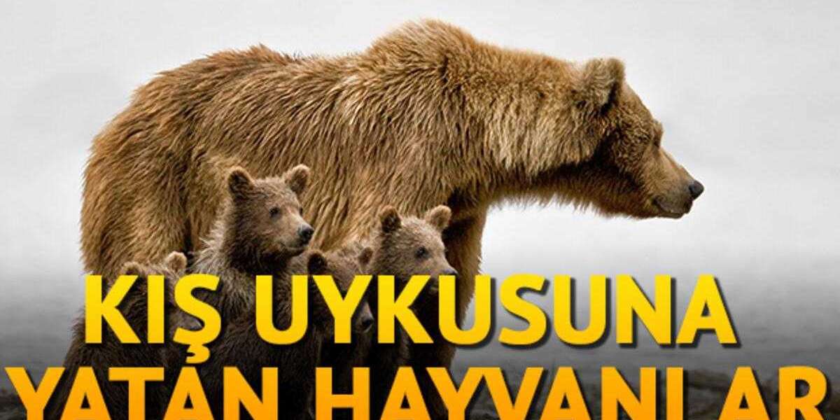 Hangi Hayvanlar Kış Uykusuna Yatar Listesi? Neden Yatar?