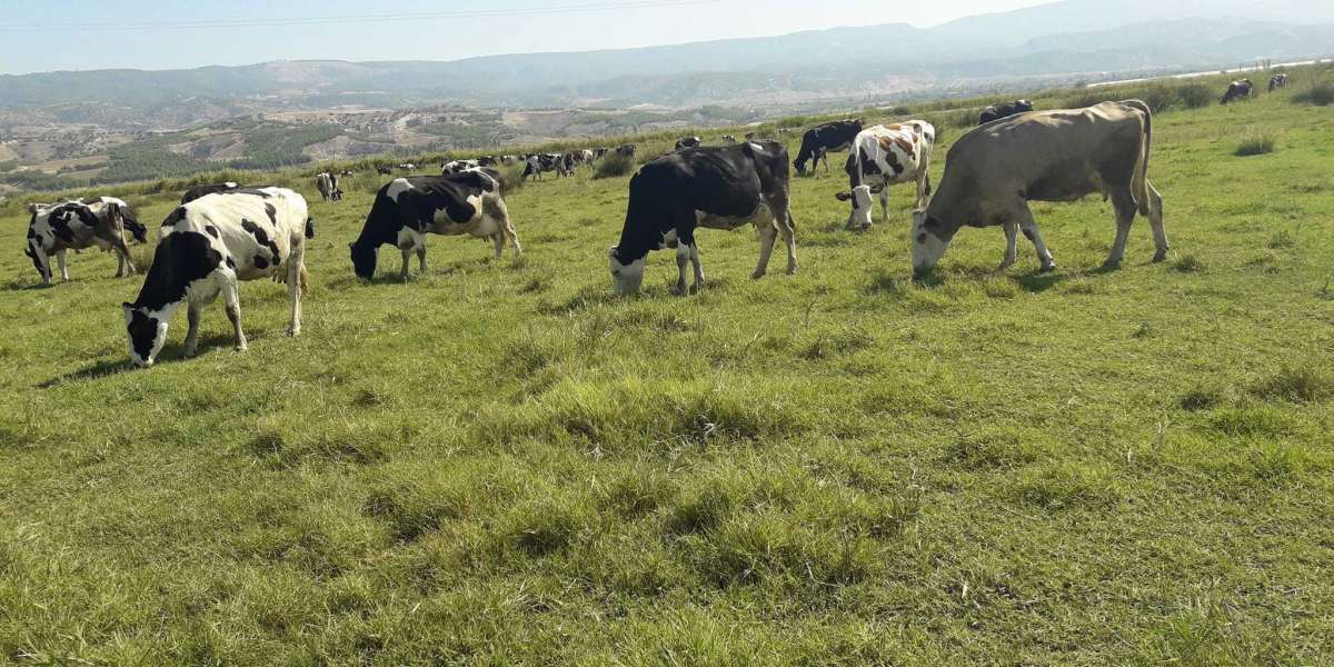Hangi Hayvanların Sütünden Yararlanırız? Sütün Besin Değeri?
