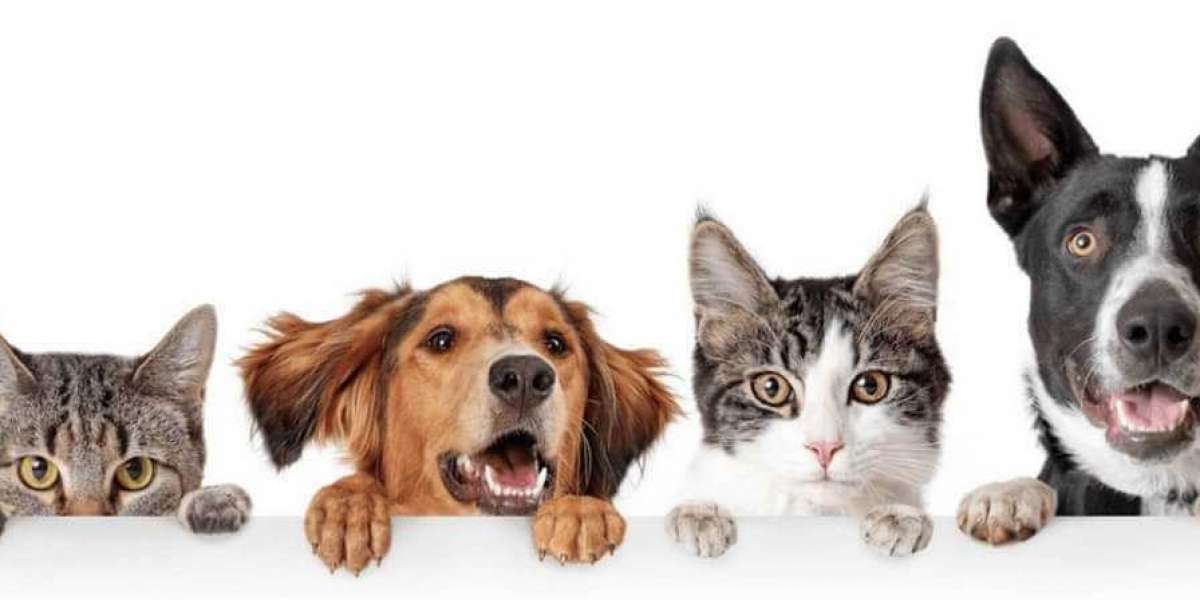 Veterinerlik Nasıl Bir Meslek? Veteriner İşsiz Kalır Mi?