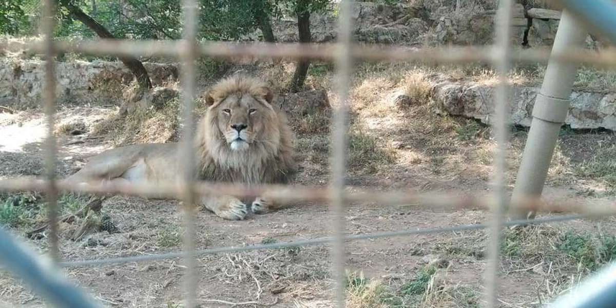 Hangi Hayvanlar Kış Uykusuna Yatmaz Kısa Özet Listesi?