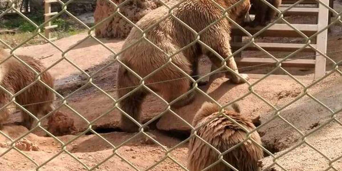 Hangi Hayvanların Derisinden Yararlanılır? Derisi Kullanılanlar?