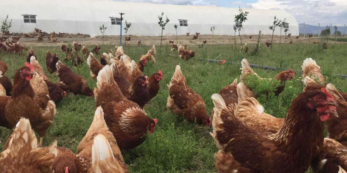 Tavuk Çiftliği Kurmak? Tavuk Çiftliği Kurmak İçin Gerekli Belgeler?