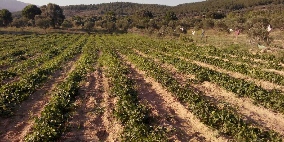 Sulama Gerektirmeyen Tarım Ürünleri? Susuz Tarım Ürünleri?