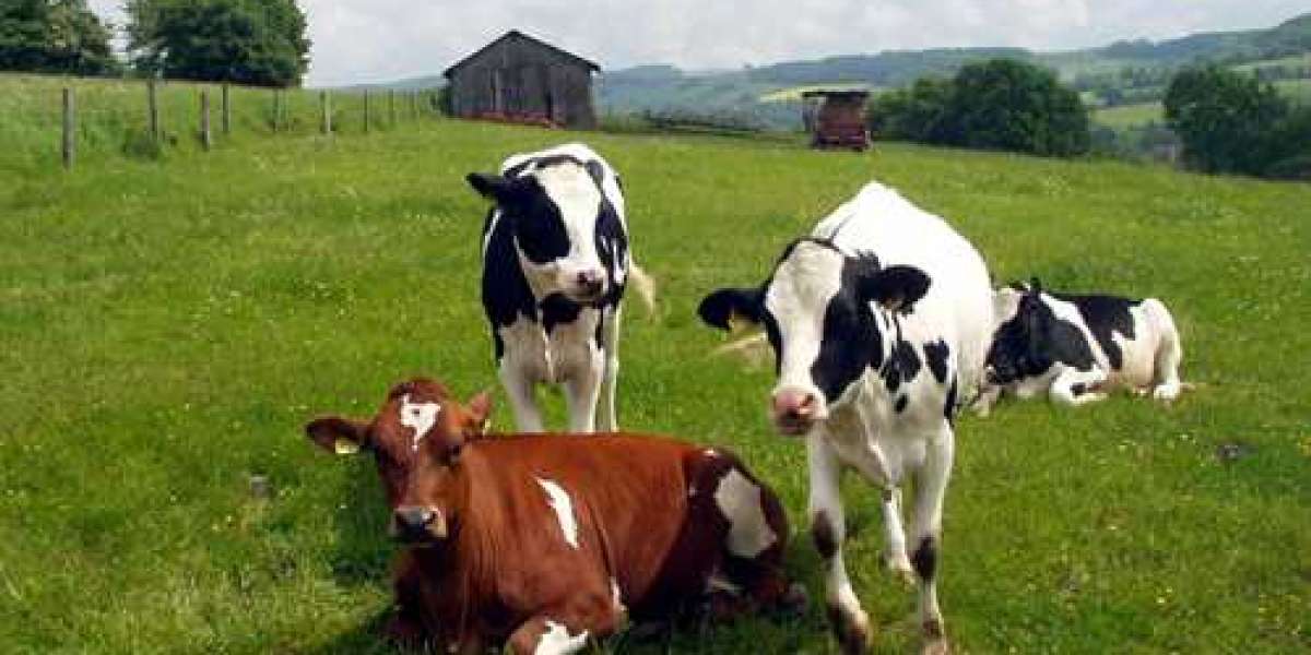 Hayvancılık İşi Nasıl Yapılır? Sıfırdan Hayvancılığa Başlamak?