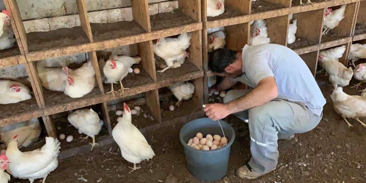 Tavuk Yumurta İşi Nasıl Yapılır? Tavuk Çiftliği Nasıl Kurulur?