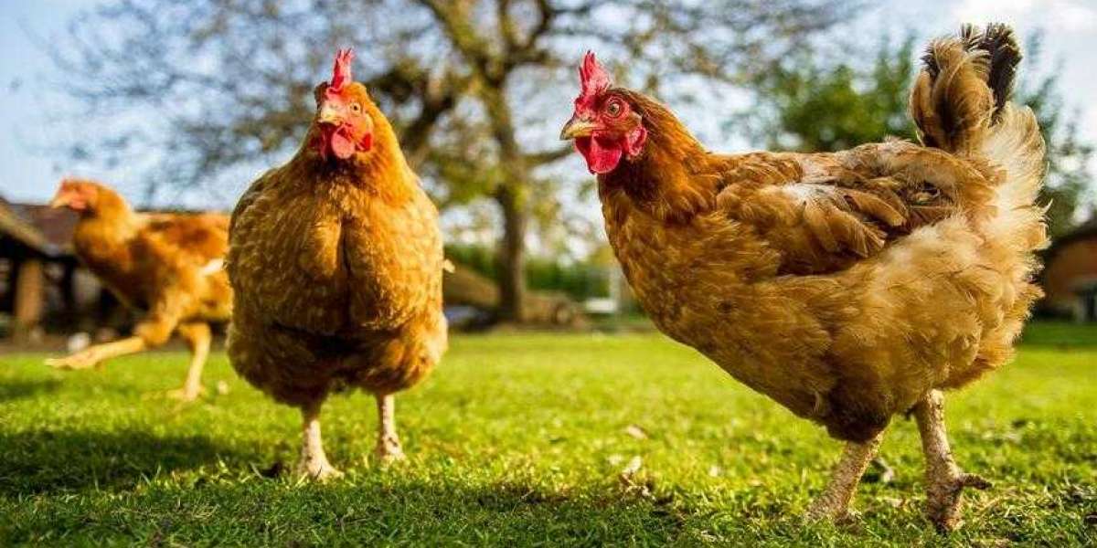 Tavuk İşi Karlı Mı? Yumurta İşinde Para Var Mı? Tavuk Aylık Getirisi?