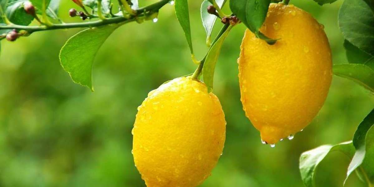 Limon Yemenin Faydaları? Limon yemek zararlımı? Sürekli Limon Yemek?