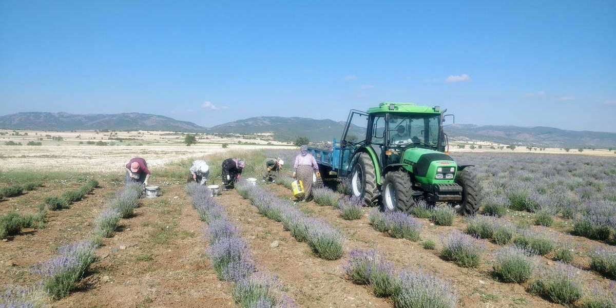 Susuz Büyüyen Sebzeler Ve Meyveler? Susuz Tarımda Ne Yetişir?