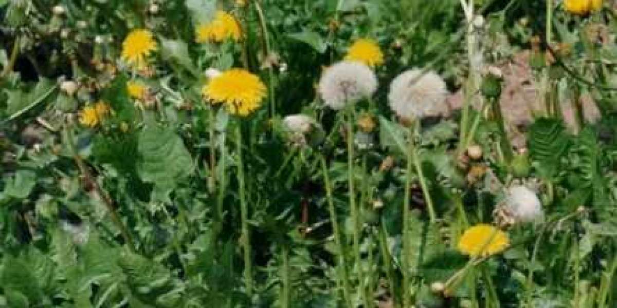 Karahindiba Kullananların Yorumları? Karahindiba Faydaları ve Zararları?