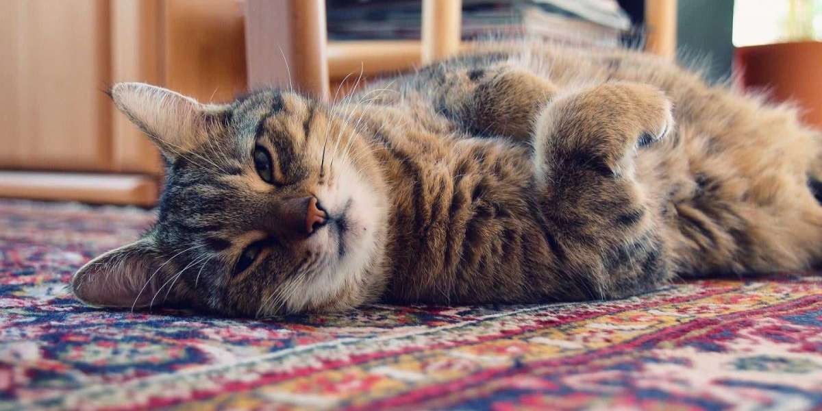 Kedi Paraziti İnsana Ne Yapar? Kedi Paraziti İnsana Geçer Mi?