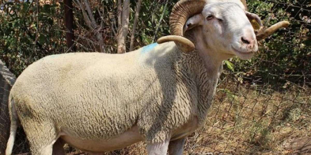 İyi Kurbanlık Nasıl Seçilir? İyi Kurbanlık Koç Nasıl Anlaşılır?