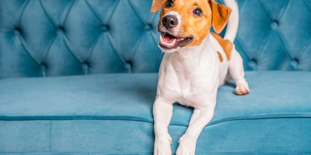 Evde Köpek Bakımı Zor Mu? Evde Köpek Beslenir Mi?
