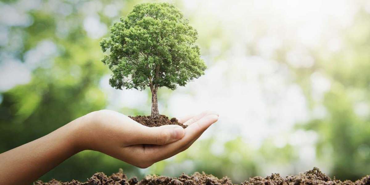 Ağaçlar Ne Kadar Sürede Büyür? Fidanın Büyüme Aşamaları?