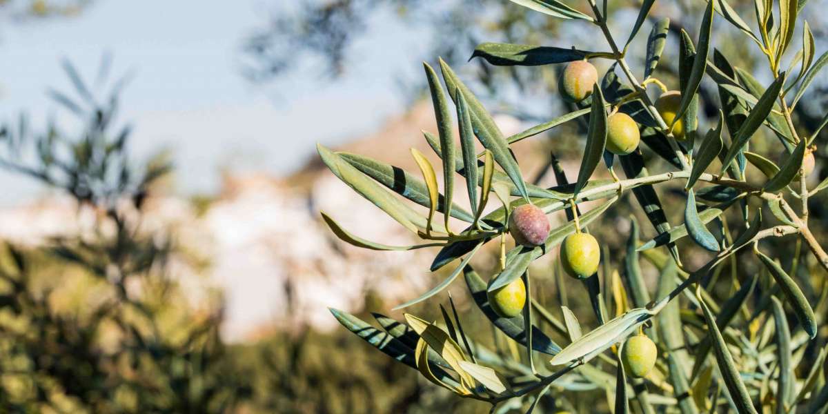 Zeytin Ağacı Ne Zaman Budanır? Zeytin Ağacı Hangi Ayda Budanır?