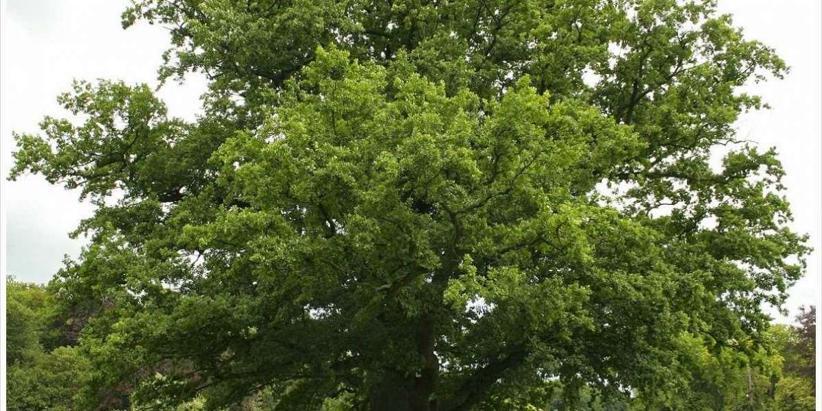 Meşe Ağacı Kaç Yılda Büyür? Meşe Ağacı Çabuk Büyür Mü?