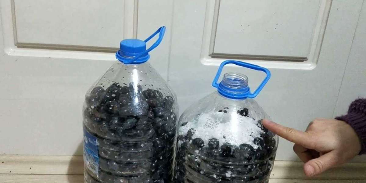 Pet Şişede Sele Zeytini Nasıl Yapılır? Evde Kuru Sele Zeytin Nasıl Yapılır?