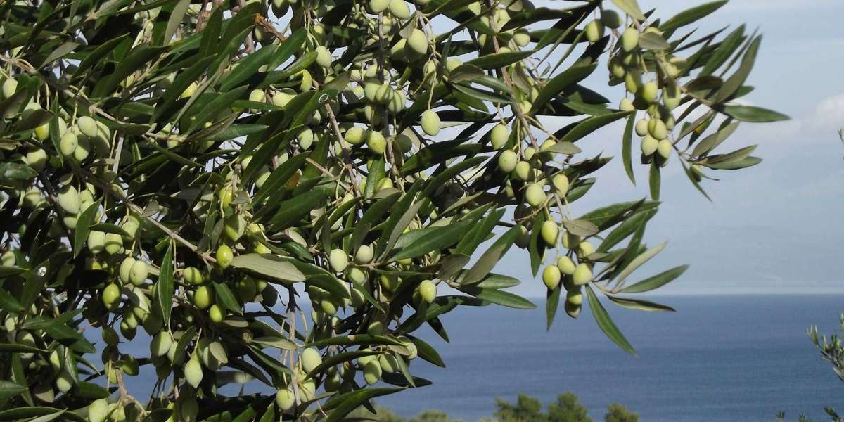 Zeytin Ağacı Kaç Yılda Büyür? Zeytin Ağacı Kaç Yılda Meyve Verir?