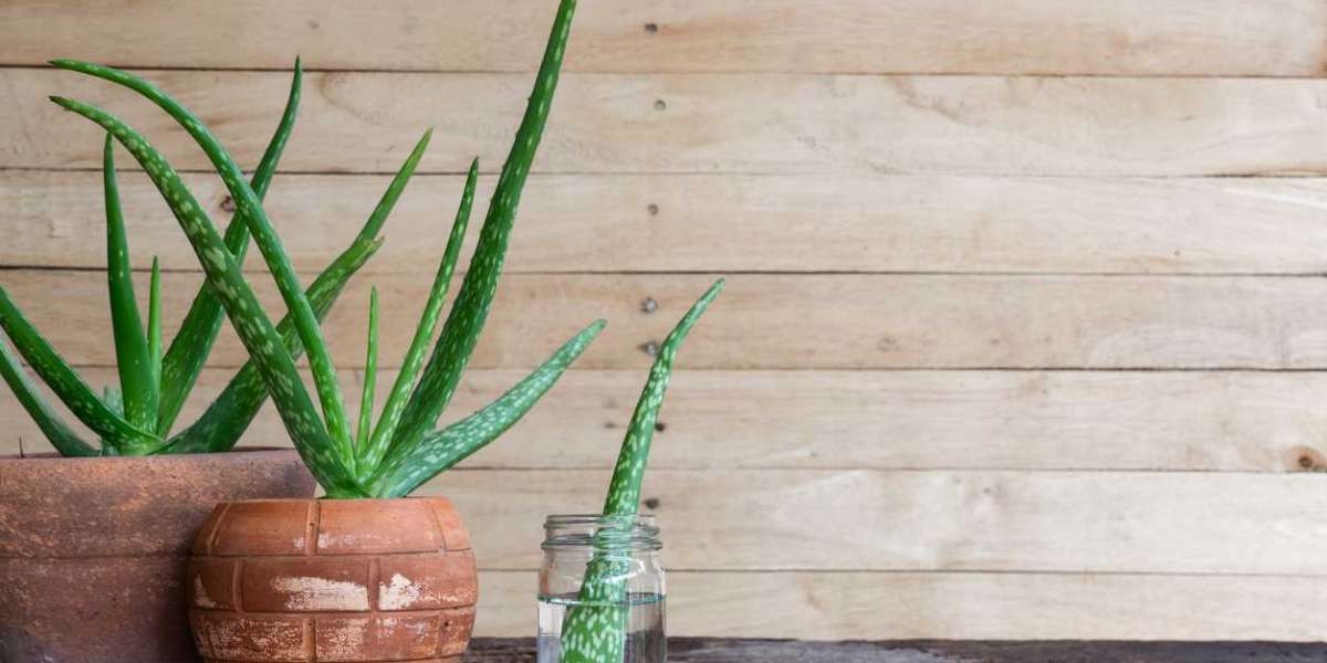 Aloe Vera Çiçeği Nasıl Dikilir? Köksüz Aloe Vera Nasıl Köklendirilir?