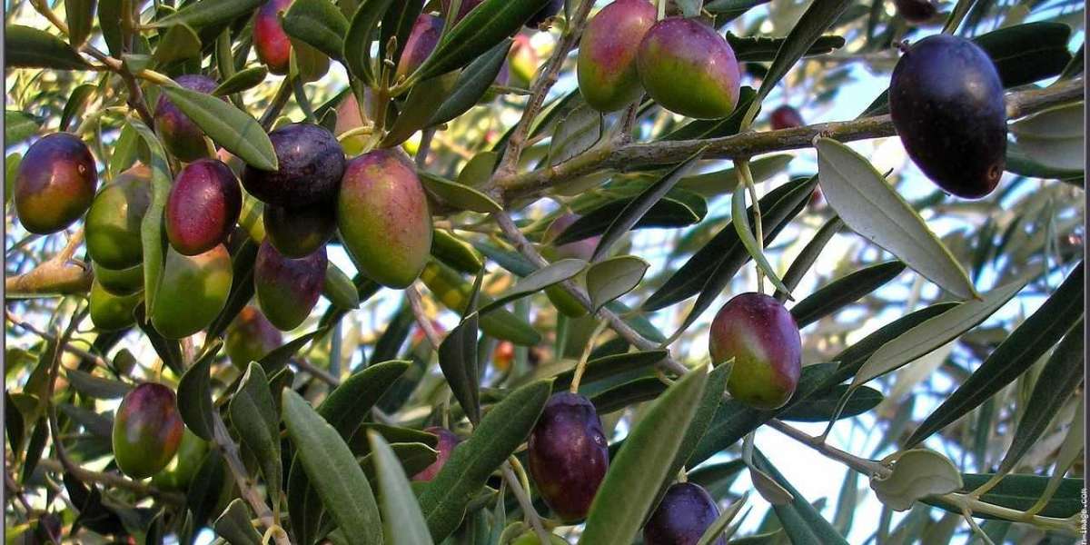 Zeytin Fidanı Ne Zaman Dikilir? Zeytin Fidanı Nasıl Dikilmeli?
