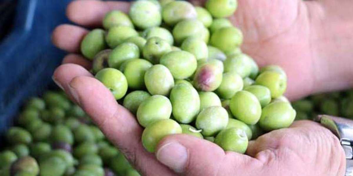 Hatay Usulü Yeşil Zeytin Tatlandırma? Hatay Usulü Zeytin Kurma?