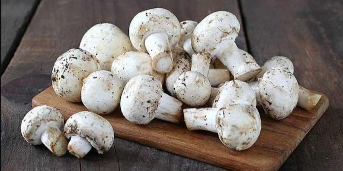 Kaç Çeşit Mantar Vardır? Mantarların Özellikleri?