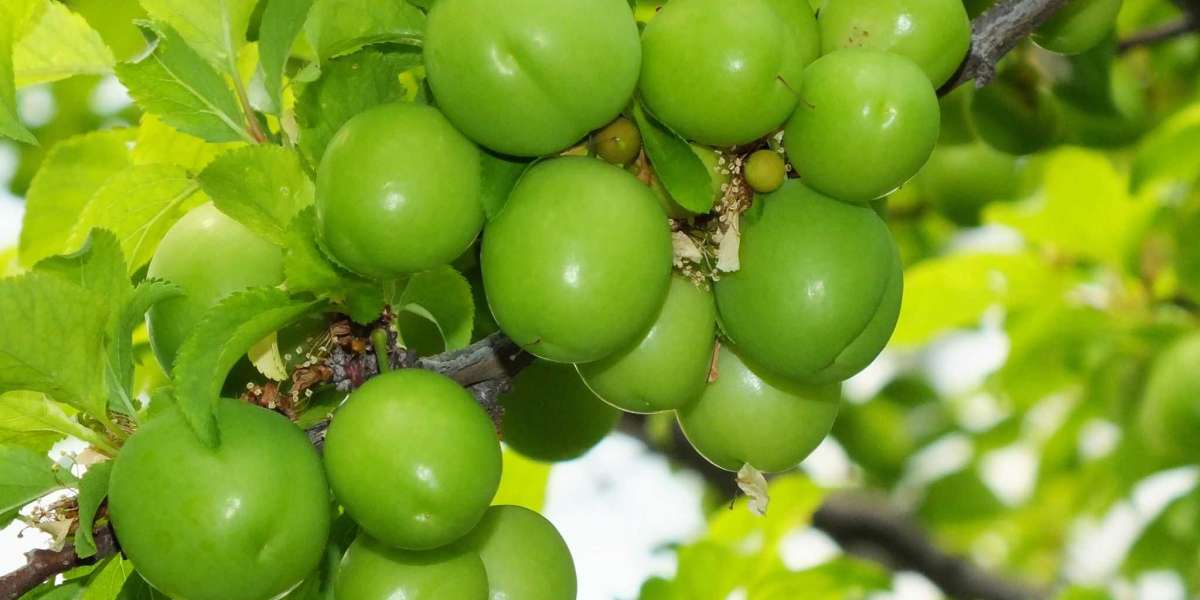 Erik Ağacı Ne Zaman Budanır? Erik Ağacı Hangi Ayda Budanır?