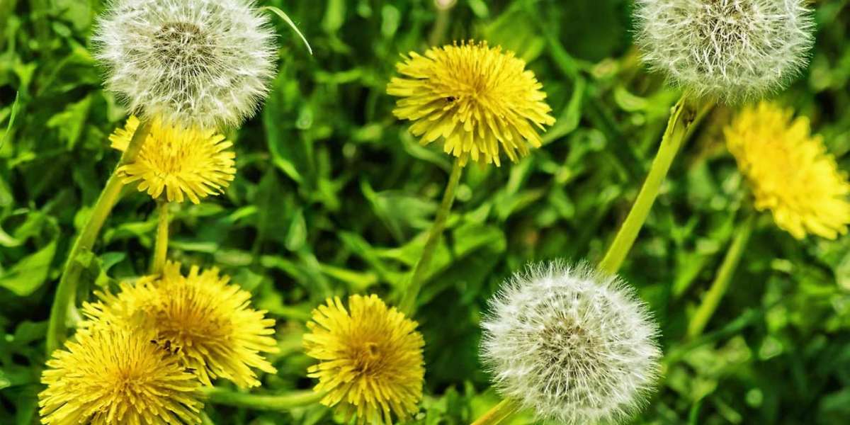 Karahindiba Hangi Hastalığa İyi Gelir? Karahindiba kullananların Yorumları?