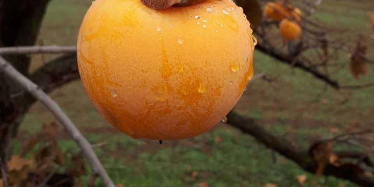 Trabzon Hurması Nasıl Kurutulur? Trabzon Hurması Kurutma Yöntemleri?