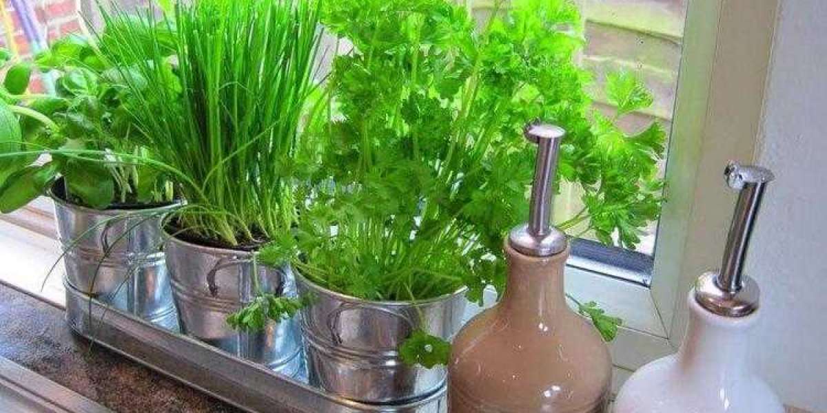 Kışın Saksıda Yetişen Sebzeler? Balkonda Saksıda Neler Yetişir?
