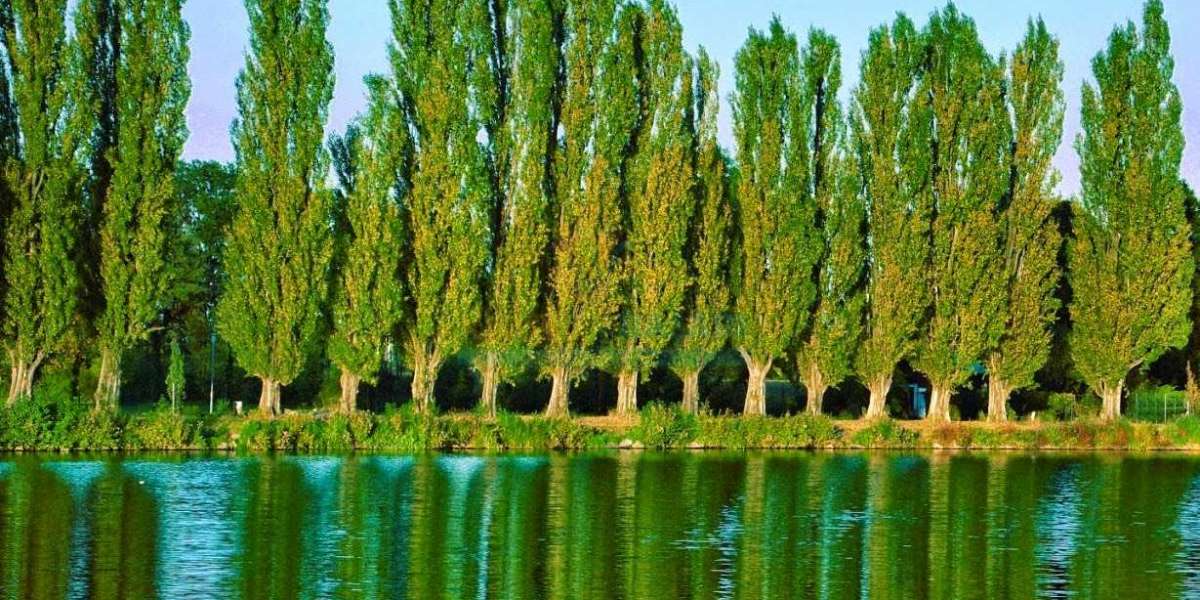 Ağaçlar Ne Kadar Su İster? Ağaçlar Kaç Günde Bir Sulanır?
