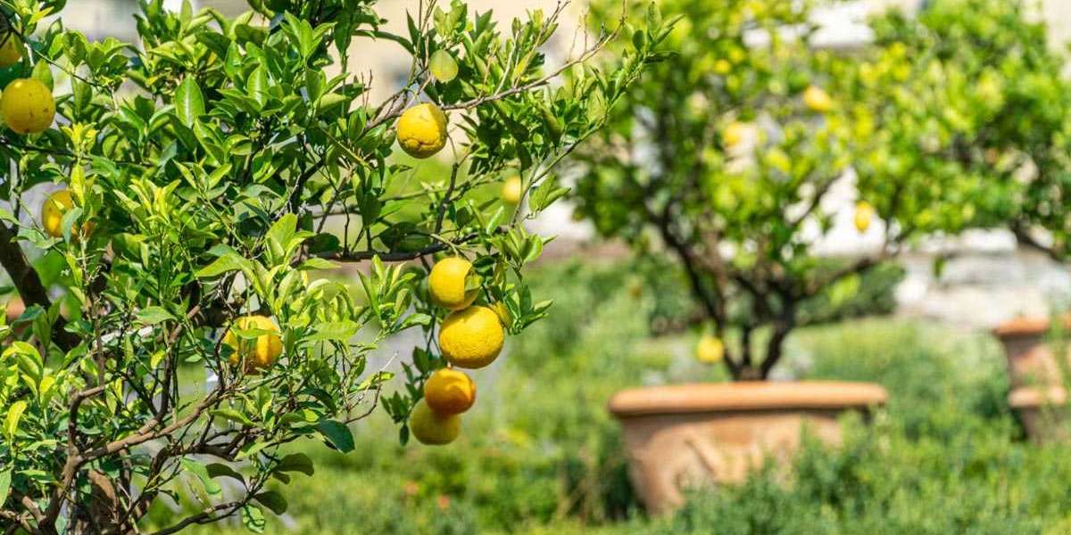 Limon Ne Zaman Meyve Verir? Limon Ağacı Nasıl Dikilir?