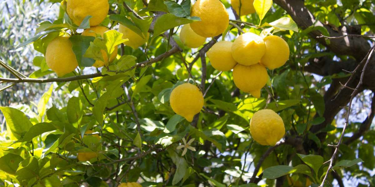 Limon Ağacı Ne Zaman Budanır? Limon Ağacı Budama Zamanı?