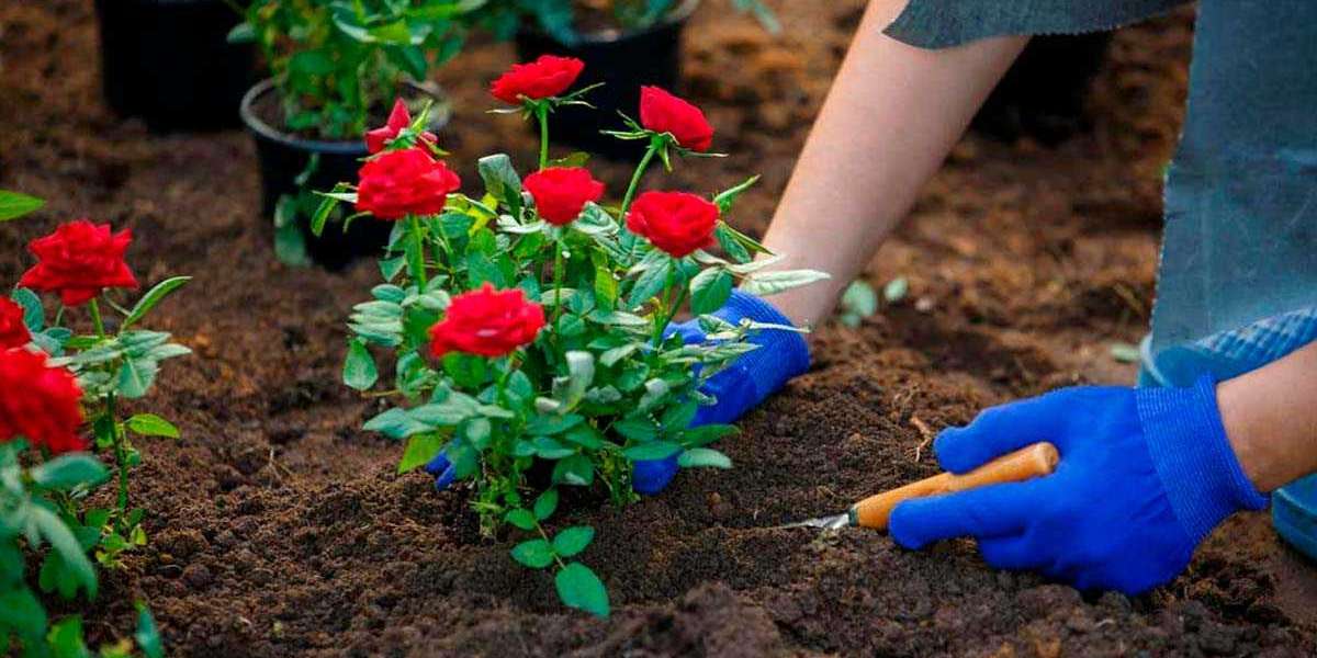 Gül Ne Zaman Dikilir? Gül Nasıl Yetiştirilir Kısaca?