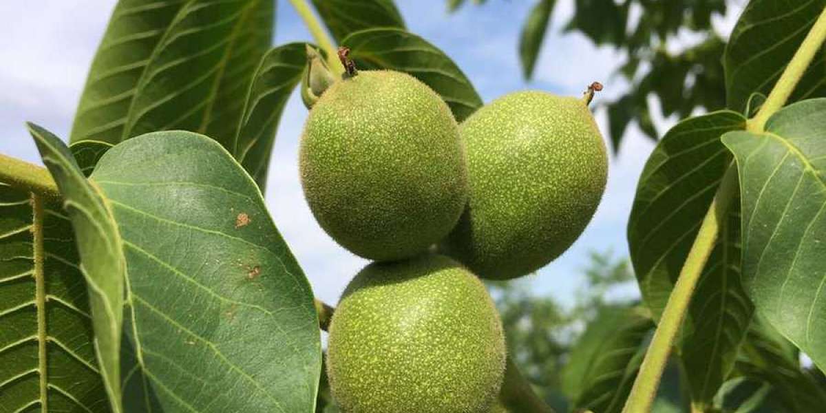 Cevizin Besin Değeri Nedir? Cevizin İçinde Hangi Vitaminler Var?