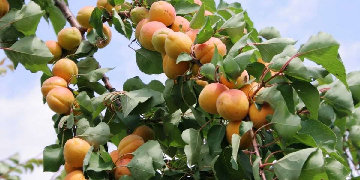Kayısı Ağacı Ne Zaman Budanır? Kayısı Ağacı Hangi Ayda Budanır?
