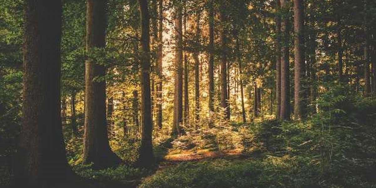 Ağaçlar Ne Zaman Sulanır? Meyve Ağaçları Ne Zamana Kadar Sulanır?