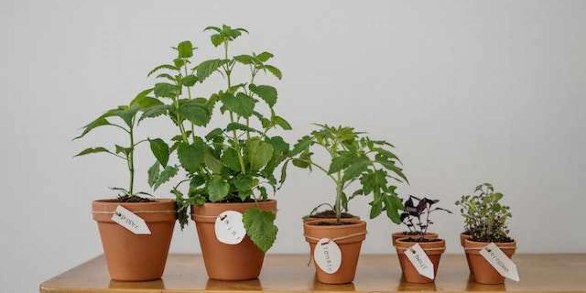 Fesleğen Bakımı Nasıl Olur? Fesleğen Bakımı Evde Saksıda?