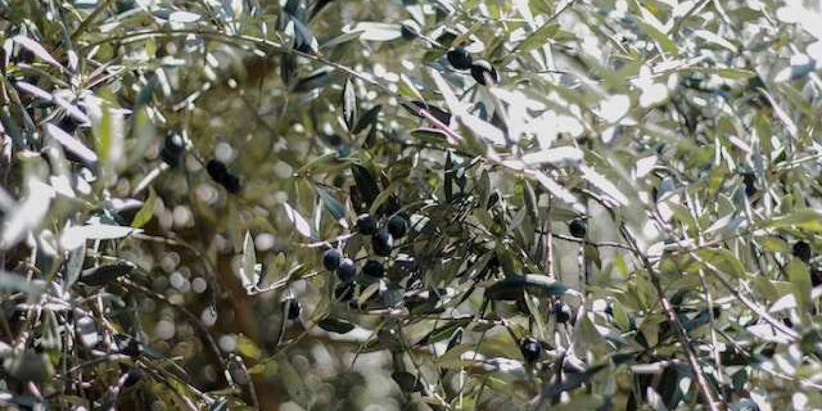 Zeytin Ağacı Ne Zaman Budanır? Zeytin Ağacı Ne Zaman Budanır Nasıl Budanır?