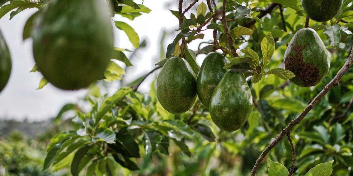 Avokado Ağacı Kaç Tane Meyve Verir? Avokado Ağacı Kaç Yılda Meyve Verir?