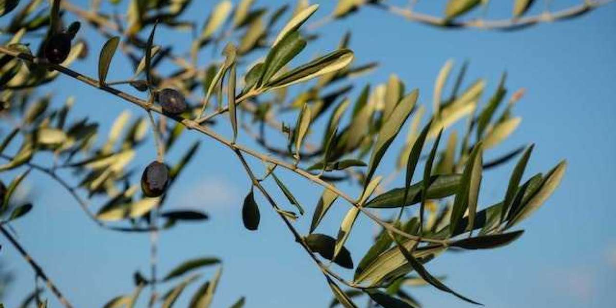 Zeytin Ağacı Ne Zaman Dikilir? Evde Zeytin Ağacı Nasıl Yetiştirilir?