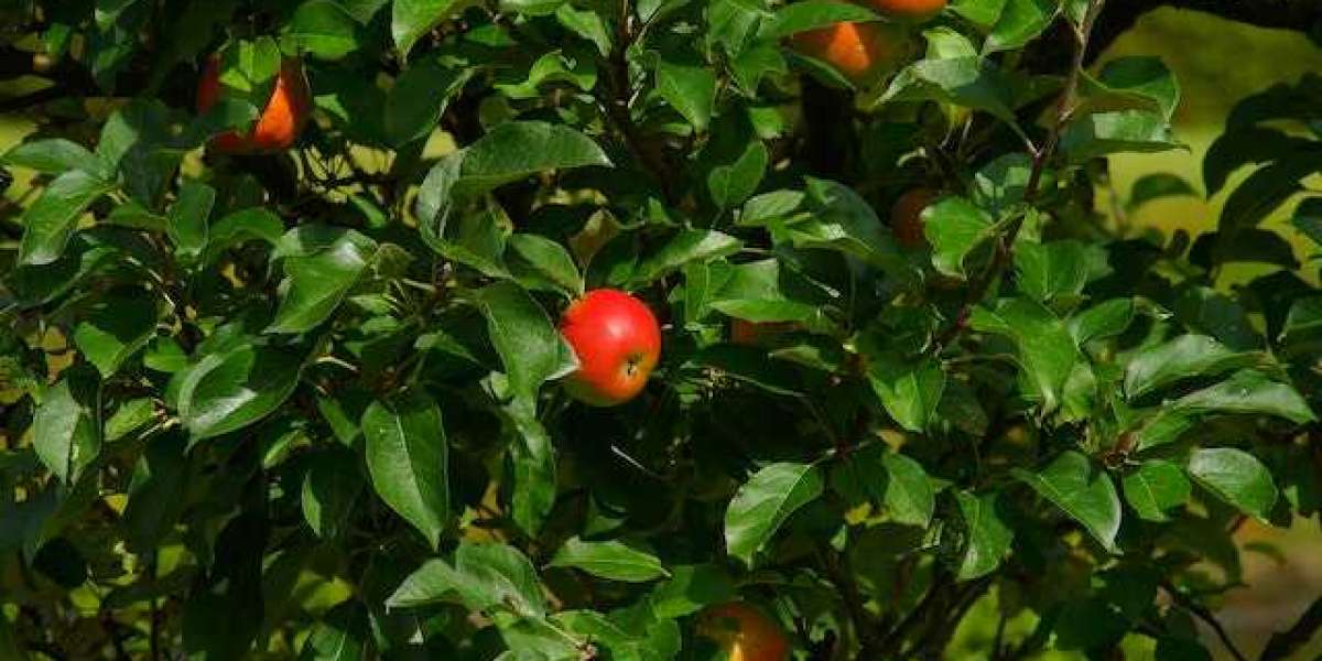 Elma Ağacı Ne Zaman Budanır? Elma Ağacı Hangi Ayda Budanır?
