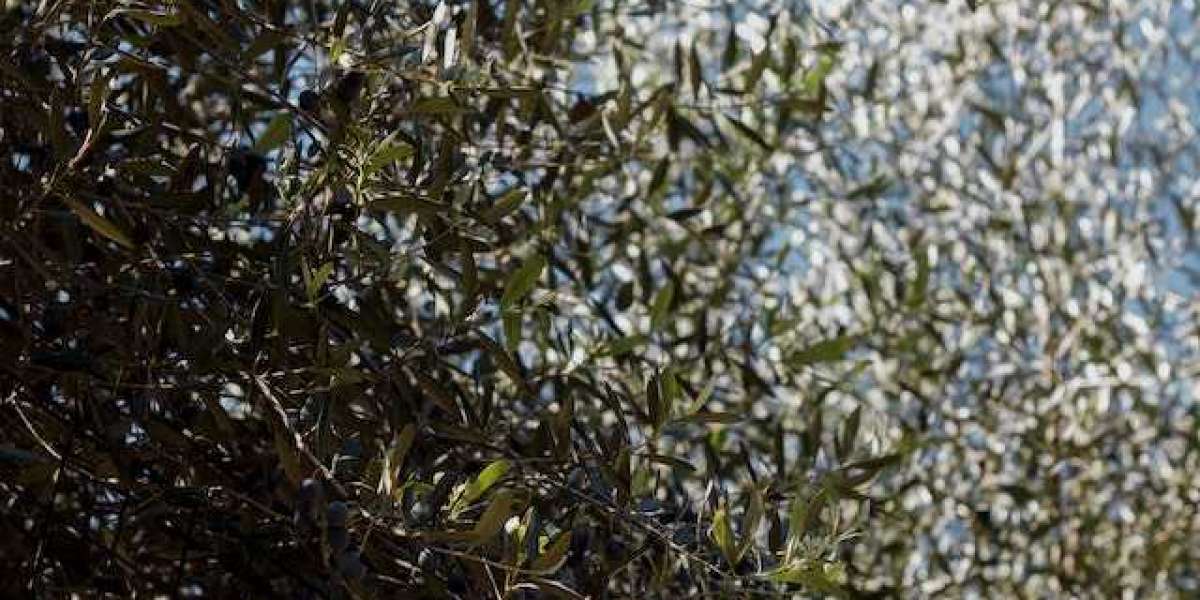Zeytin Ağacı Ne Zaman Meyve Verir? 5 Yaşında Zeytin Ağacı Kaç Kilo Zeytin Verir?