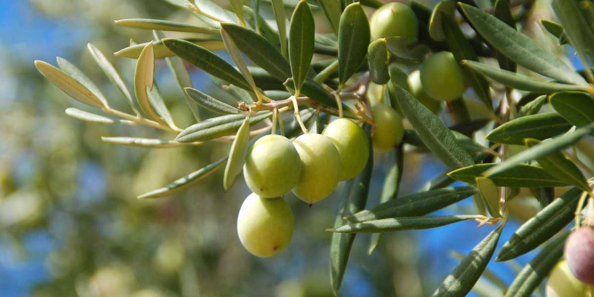 Zeytin Ağacının En Önemli Özelliği Nedir? Zeytin Ağacı Ömrü?