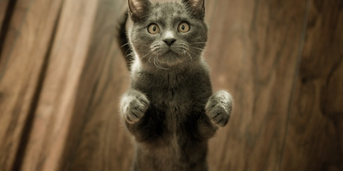 Kedi Tırnağı Nasıl Kesilir? Kedi Tırnak Kesmeye İzin Vermiyor?